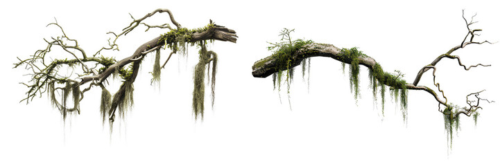 Set of twisted tree branches with hanging Spanish moss and forest greenery isolated on transparent background

