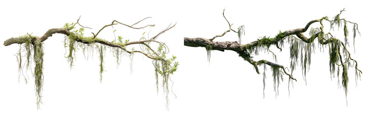 Set of curved tree branches with hanging Spanish moss isolated on transparent background

