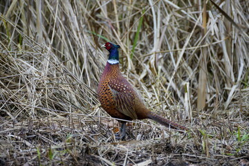 pheasant full picture