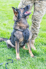 German Shepherd dog on border duty, sitting on grass with harness and tongue out, partially visible military personnel in camouflage, outdoor setting with grass and foliage, natural lighting, candid