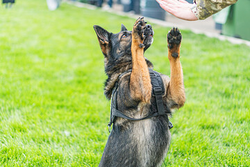 Medium-sized German Shepherd dog in a harness, standing on grass with front paws raised Outdoor...