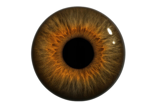 Intricate brown human eye iris isolated on a transparent background
