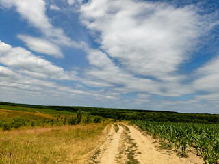 A dirt road in the middle of a corn field