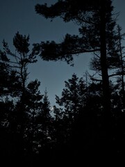 Naklejka premium Trees in the night with moon