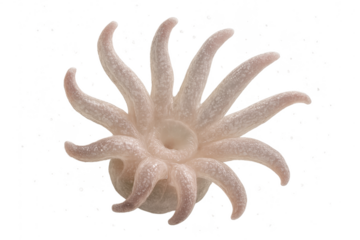 Pale pink sea anemone tentacles isolated on transparent background.