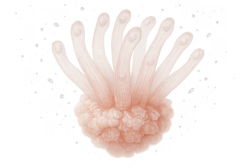 Beautiful soft coral or sea anemone isolated on a transparent background