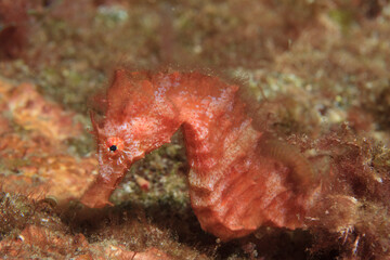Red seahorse rests on the sea bed covered with algae