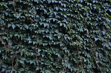 Dense Green Ivy Wall