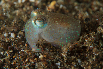 Small cuttlefish, almost transparent, on the sandy bottom.
