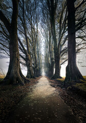 Fototapeta premium path in the woods