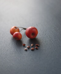Fruits of malus,  small deciduous trees or shrubs in the family Rosaceae, including the domesticated orchard apple, crab apples and wild apples