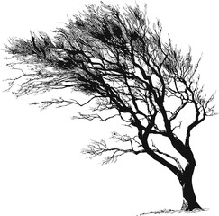 Silhouette of a windswept tree with bare branches
