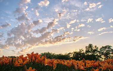 夕焼け空の下、百合が原公園を彩るユリ / Lilies adorning Yurigahara Park under the sunset sky