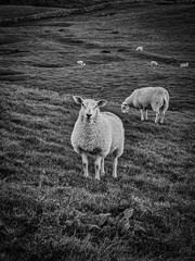sheep and lamb
