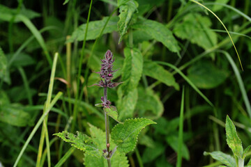 Close up of a hedge woundwort (stachys sylvatica) flower in bloom