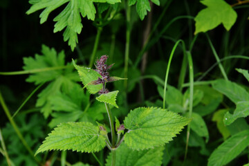 Close up of a hedge woundwort (stachys sylvatica) flower in bloom