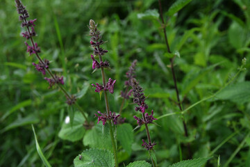 Close up of a hedge woundwort (stachys sylvatica) flower in bloom