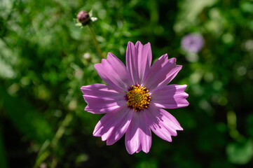 Cosmos bipinnatus mexican aster flowering white pink garden plants, group of beauty petal flowers in bloom on green background