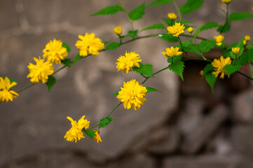 Kerria japonica bachelors buttons pleniflora cultivar flowers in bloom, yellow flowering shrub on branches