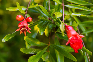 Pomegranate tree with red fruits on blurred green background.