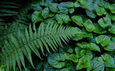 Branches of young fern over a solid pattern of forest ivy leaves 

