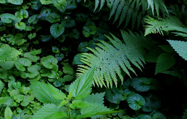 Dense thickets of green plants in the deep forest covered the soil 
