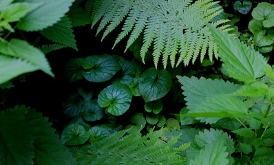 Young ivy in a gap between dense thickets of forest bushes 
