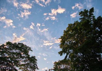 夕焼け空と木の緑 / Sunset sky and green trees