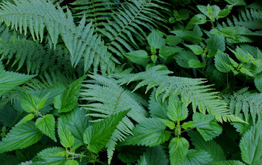 Juicy nettle stems and green fern leaves stock photo for background or wallpaper
