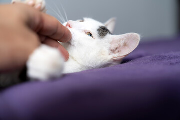 Cute white kitten enjoying gentle chin scratches while lying on a soft purple blanket, adorable pet...