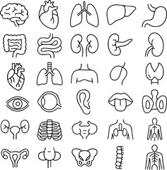 Human Organ Line Art Icon Set – 30 Stylized Anatomical Vector Illustrations Featuring Brain, Heart, Lungs, Kidneys, Stomach, Eye, and More for Medical and Educational Use