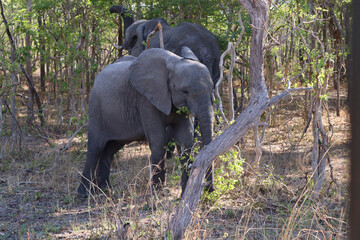 Baby Elephant Charging