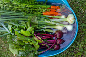 Freshly harvested vegetables soaking in water bucket. Close-up of carrots, green onions, and beets...