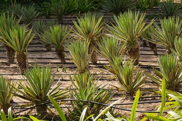 Close-up of drip irrigation hoses snaking through rows of yucca or agave plants in sunny, arid...