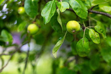 Unripe green apples growing on tree branch. Close-up of small green apples hanging on a branch...