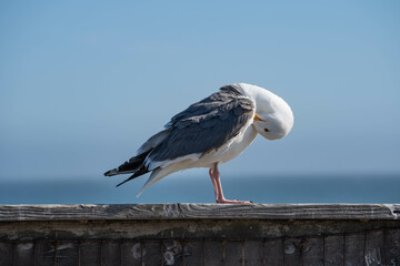 Western Gull (Larus occidentalis)