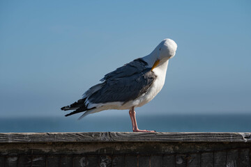 Western Gull (Larus occidentalis)