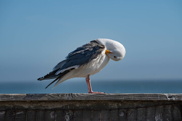 Western Gull (Larus occidentalis)
