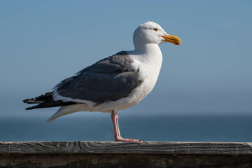 Western Gull (Larus occidentalis)