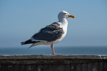 Western Gull (Larus occidentalis)