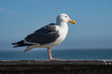 Western Gull (Larus occidentalis)