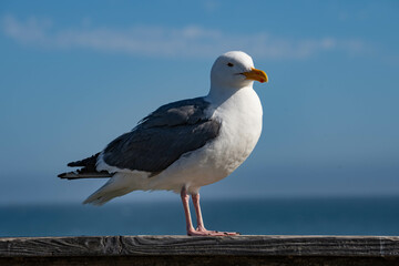 Western Gull (Larus occidentalis)