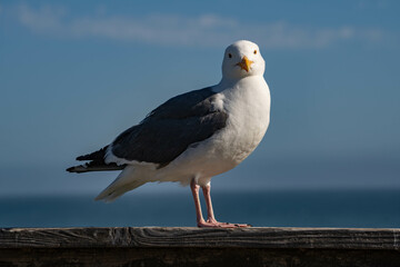 Western Gull (Larus occidentalis)