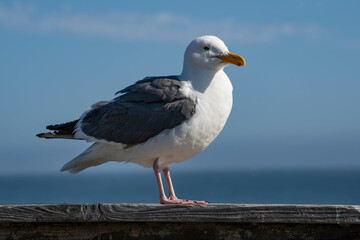 Western Gull (Larus occidentalis)