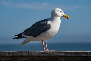 Western Gull (Larus occidentalis)