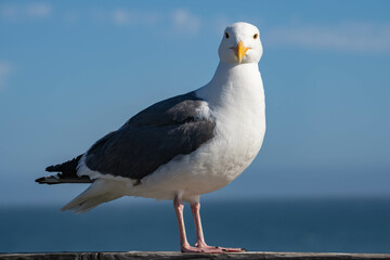 Western Gull (Larus occidentalis)