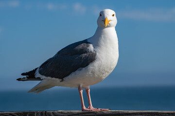 Western Gull (Larus occidentalis)
