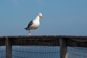 Western Gull (Larus occidentalis)