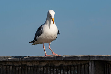 Western Gull (Larus occidentalis)