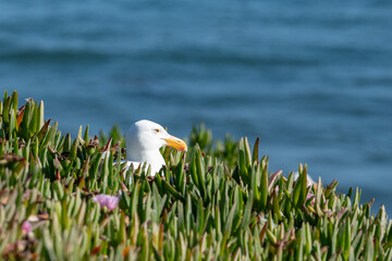 Western Gull (Larus occidentalis)